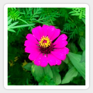 Blooming mature pink zinnia flower Magnet